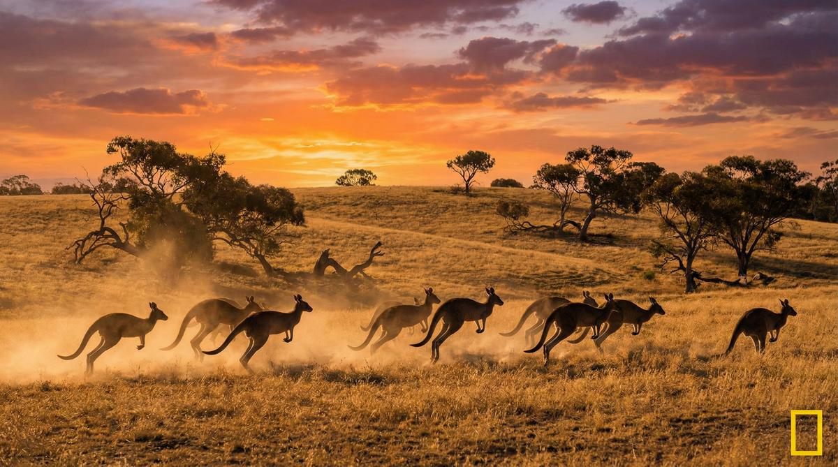 国产主播袋鼠视频教程