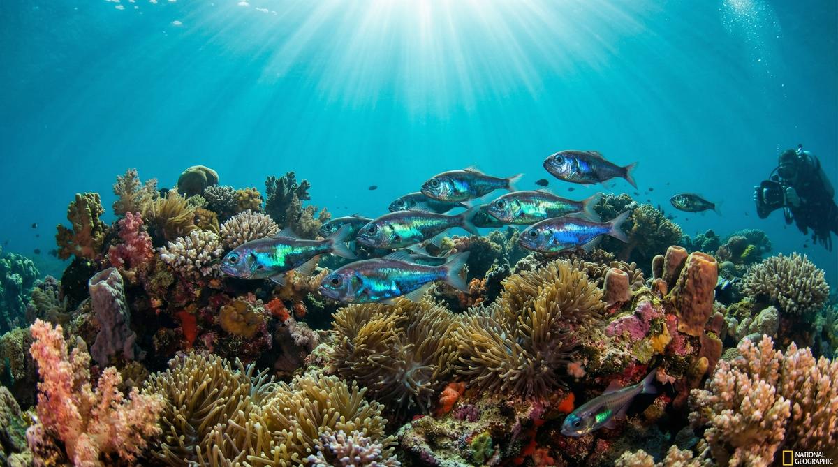 国产主播深海鱼视频