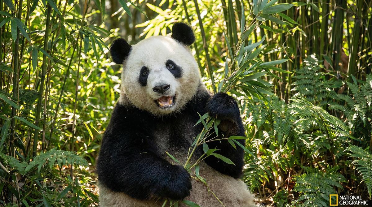 国产主播熊猫视频